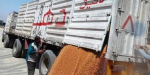 توريد 553 ألف و200 طن قمح لصوامع أسوان حتى الآن - لايف نيوز