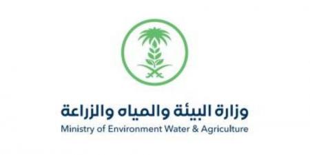 البيئة: إنشاء 7 محطات لتربية ملكات النحل وإنتاج الطرود وتشغيلها عام 2026م - لايف نيوز