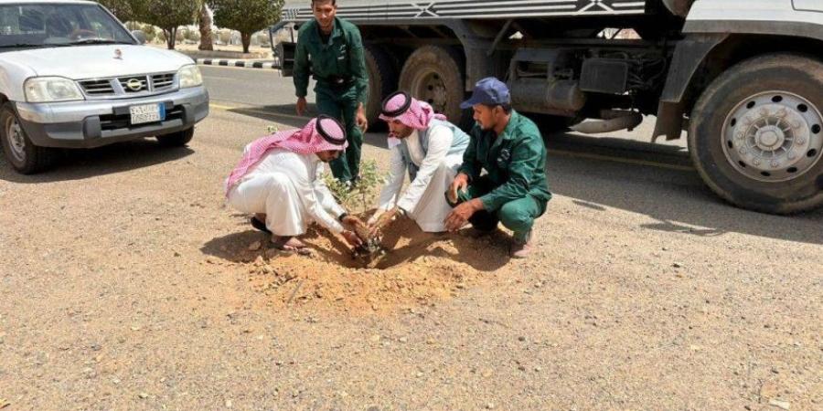 تعاون بين بيئة الخرمة والبلدية لزراعة 3 آلاف شتلة - لايف نيوز