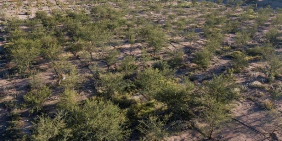 الغطاء النباتي يزرع أكثر من 20 مليون شجرة في منطقة الرياض - لايف نيوز