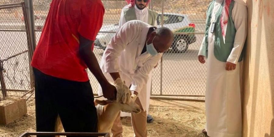 "أضم".. ورشة للكشف على المواشي وتعزيز جودة اللحوم استعداداً للحج - لايف نيوز