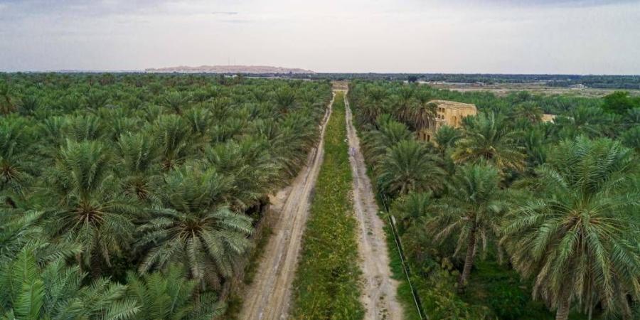 583 ألف دونم مساحات زراعية بالأحساء - لايف نيوز