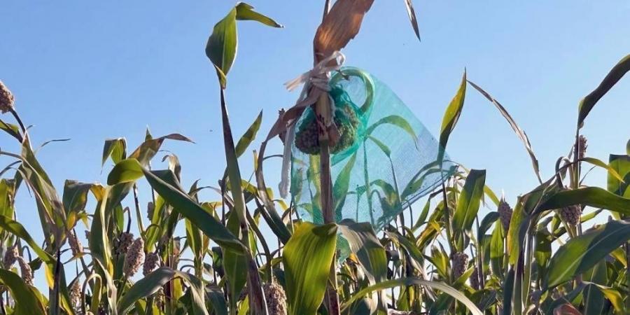 تعزيز كفاءة إنتاج زراعة الأعلاف - لايف نيوز