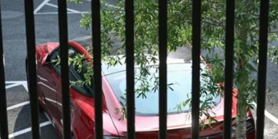 ترامب يفكر بالتبرع بسيارة تسلا أو بيعها - لايف نيوز