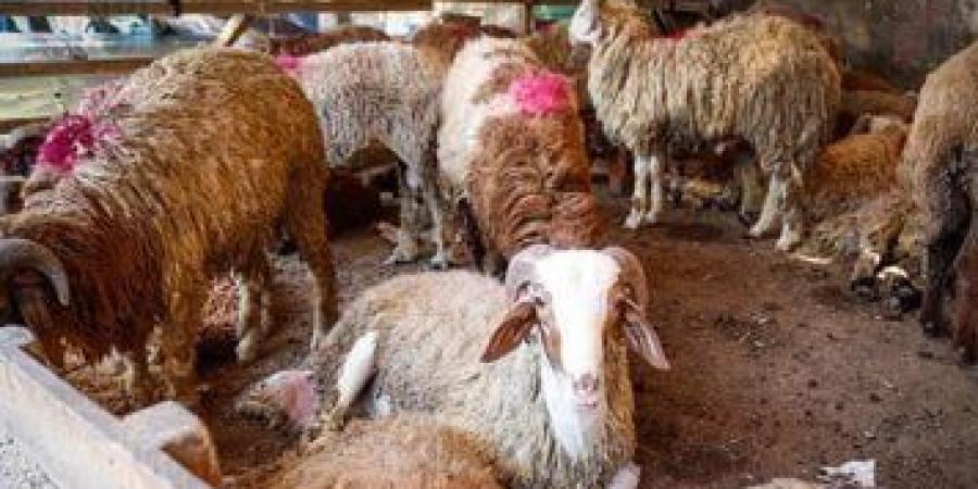 عيد الأضحى على الأرصفة.. الحبس والغرامة عقوبة إشغال الطرق بالمواشي - لايف نيوز