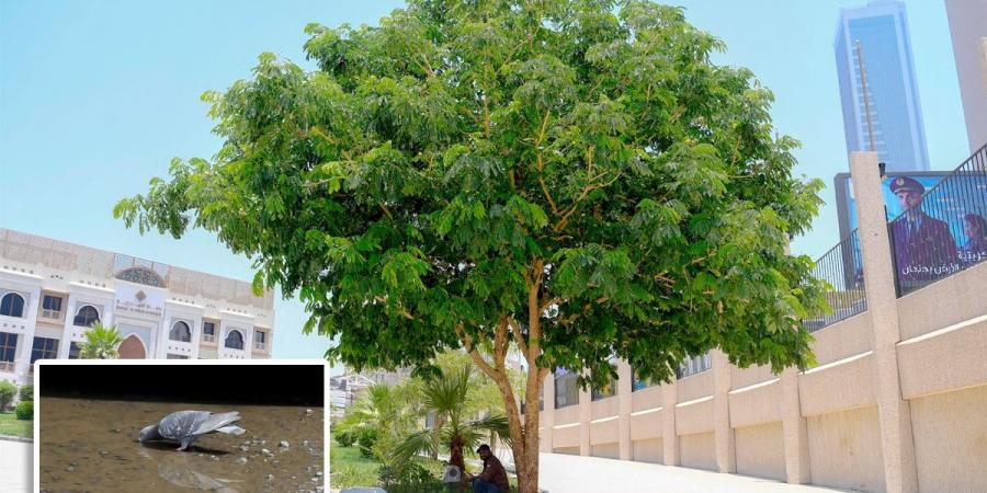 الشجرة... مأوى وظل وحماية - لايف نيوز