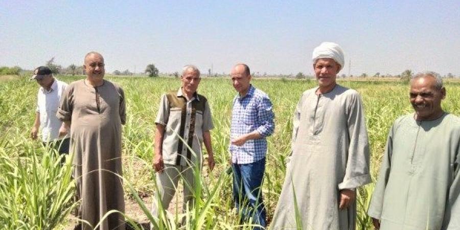 الزراعة تعزز جهود الدعم الفني والإرشادي لمنتفعي وادي الصعايدة في أسوان - لايف نيوز