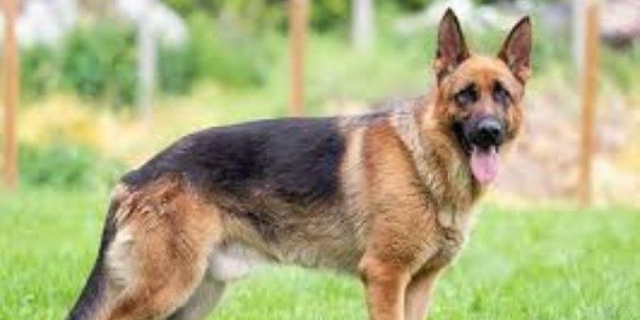 7 أيام للإبلاغ.. قانون جديد يُلزم حائزي الحيوانات الخطرة بتسجيل مواليدها فورًا - لايف نيوز