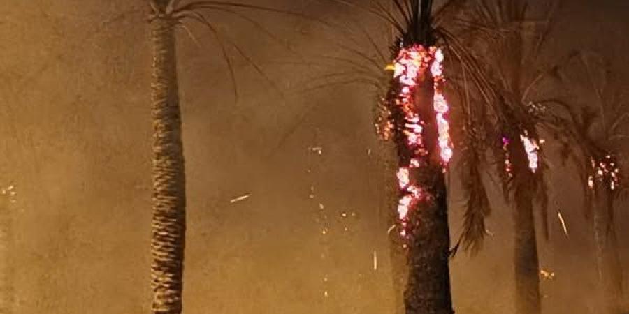 حريق  هائل يلتهم مزرعة نخيل في واحة سيوة بمطروح.. صور - لايف نيوز