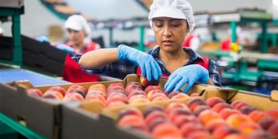 المجلس التصديري: 21 مليون دولار فرص تصديرية ضائعة لنشا الذرة المصري في أسواق واعدة - لايف نيوز