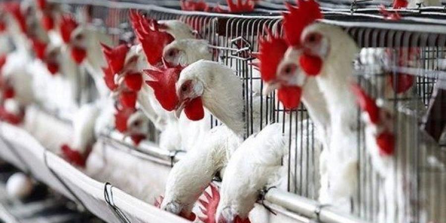 هتشتريها بكام؟.. أسعار الدواجن الآن في الأسواق - لايف نيوز