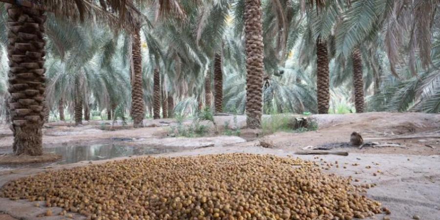 روثانة المدينة المنورة.. رُطب الصيف الأشهر والأكثر طلبًا - لايف نيوز
