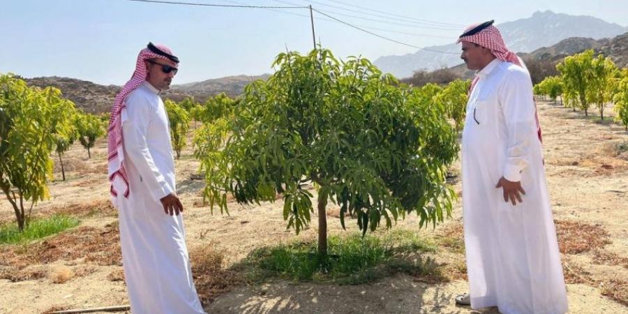 بيئة أضم تتابع ميدانيًا مزارع المانجو - لايف نيوز