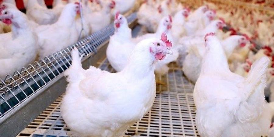 هبوط متتالي.. انخفاض أسعار الدواجن والبانيه اليوم الإثنين - لايف نيوز
