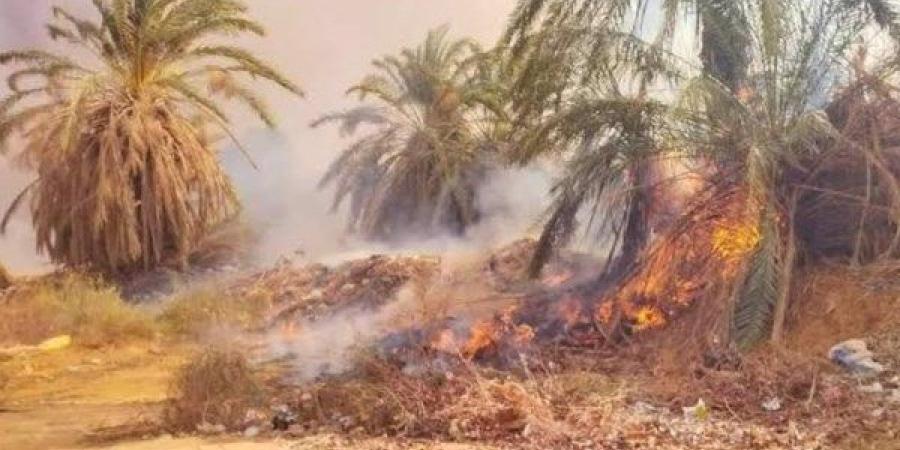 السيطرة على حريق بمزرعة دواجن في الشرقية - لايف نيوز