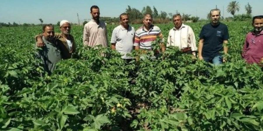 ندوة إرشادية للنهوض بمحصول القطن بكفر الأعصر بمركز أبو كبير - لايف نيوز